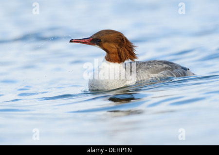 Weibliche gemeinsamen Prototyp im Wasser schwimmen. Stockfoto