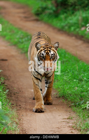 Bengal Tiger zu Fuß auf einem Dschungel verfolgen auf Ranthambhore Wald, Indien. (Panthera Tigris) Stockfoto