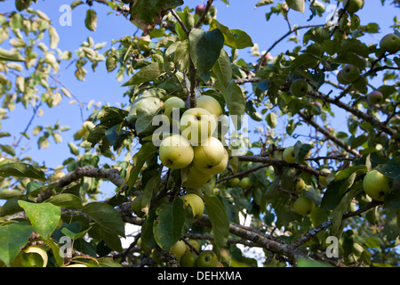 Close-up Ansicht grüne Äpfel am Baum wachsen Stockfoto