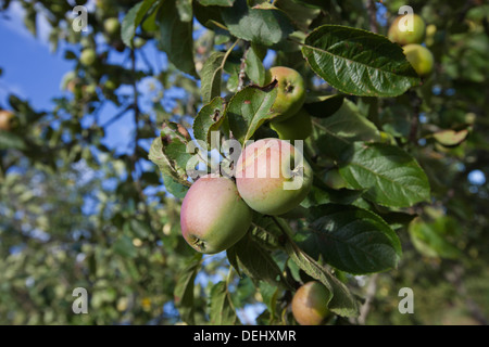 Close-up Äpfel am Baum Reifen Stockfoto