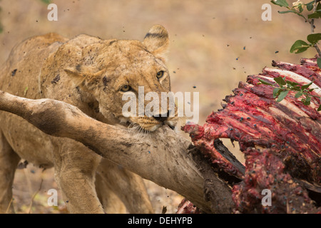 Löwin auf töten Stockfoto