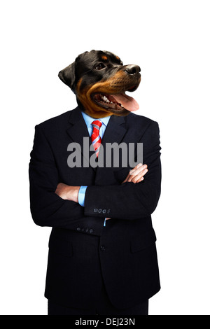 Dobermann Geschäftsmann stand mit verschränkten Armen Stockfoto