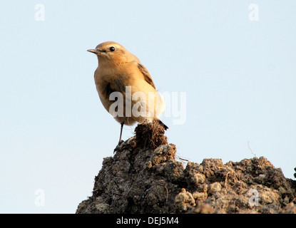 Weiblichen nördlichen Steinschmätzer (Oenanthe Oenanthe) posiert auf einen Haufen von Schmutz Stockfoto