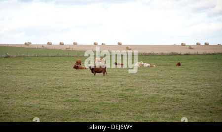 Highland Kühe in einem Feld mit Heuhaufen im Feld hinter. Stockfoto