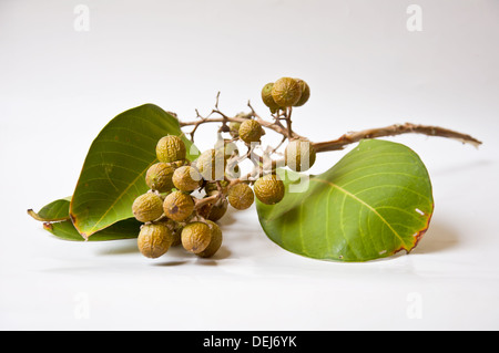 Samen der Königin Krepp-Blumen auf weißem Hintergrund Stockfoto