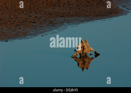 Baumstumpf in der Regel mit Wasser bedeckt, durch Stauseen niedrigen Wasserständen ausgesetzt. Stockfoto