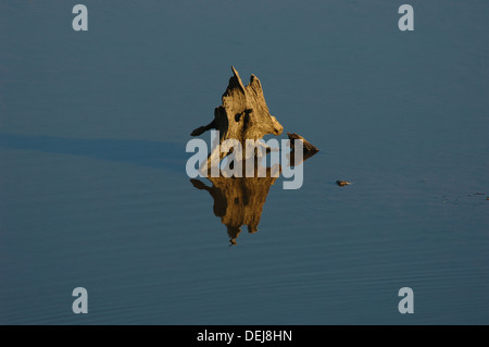 Baumstumpf in der Regel mit Wasser bedeckt, durch Stauseen niedrigen Wasserständen ausgesetzt. Stockfoto