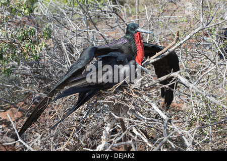 Paar der prächtige Fregattvögel (Fregata magnificens), North Seymour Island, Galapagos, Ecuador Stockfoto