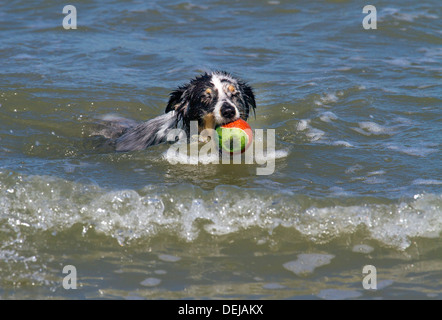 Shetland Sheepdog / Collie / Sheltie (Canis Lupus Familiaris) mit Ball im Mund im Meerwasser entlang der Küste schwimmen Stockfoto