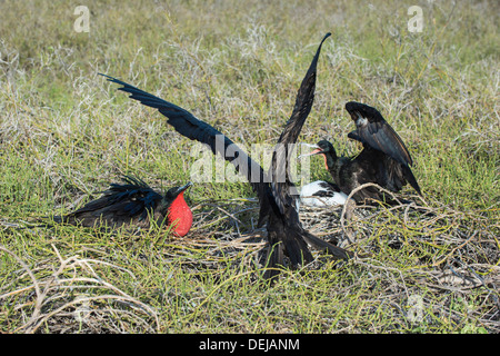 Paar der prächtige Fregattvögel (Fregata magnificens), North Seymour Island, Galapagos, Ecuador Stockfoto