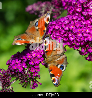 Zwei europäische Pfau Schmetterlinge (Aglais Io / Inachis Io) Sommerblumen lila / Schmetterlingsstrauch (Buddleja Davidii) Stockfoto