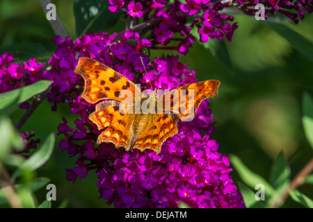 Komma Schmetterling (Polygonia c-Album) Sommerblumen lila / Schmetterlingsstrauch (Buddleja Davidii) Stockfoto