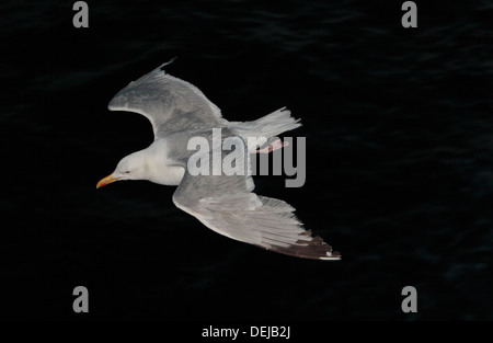 Eine fliegende Möwe, möglicherweise eine europäische Silbermöwe (Larus Argentatus), von oben gesehen auf einem Hintergrund dunkel (Meer). Stockfoto