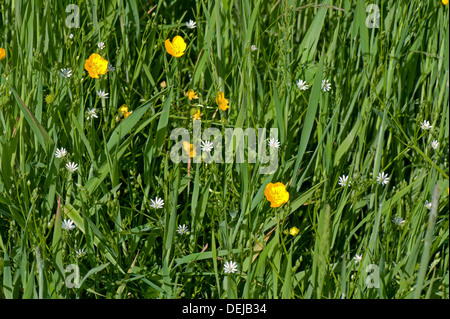 Weniger Stitchwort, Stellaria Graminea, mit Feld Butterblumen, Ranculus Acris, blüht in Devon Rasen Wiese Stockfoto