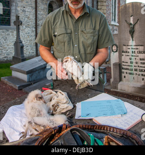 Vogel Wecker mit paar Zangen Schleiereule (Tyto Alba) Nestlingszeit Klingeln / Küken mit Metallringe am Bein am Kirchhof / Friedhof Stockfoto