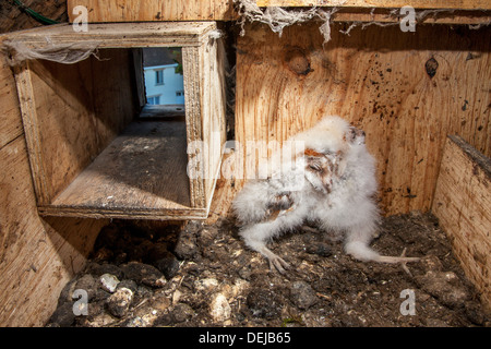 Schleiereule (Tyto Alba) Nestlingszeit / Küken in eröffnet aus Holz Nistkasten / Schachteln Box zeigt Flugloch Stockfoto