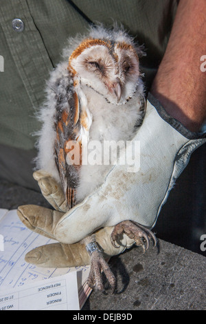 Vogel Wecker klingeln Schleiereule (Tyto Alba) Owlet / Küken mit Metall ring am Bein für die Identifizierung Forschung Stockfoto