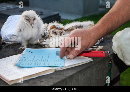 Vogel Wecker mit zwei Zangen und Notebook Schleiereule (Tyto Alba) Nestlingszeit Klingeln / Küken mit Metallringe am Bein Stockfoto