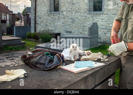 Vogel Wecker mit paar Zangen Schleiereule (Tyto Alba) Nestlingszeit Klingeln / Küken mit Metallringe am Bein am Kirchhof / Friedhof Stockfoto