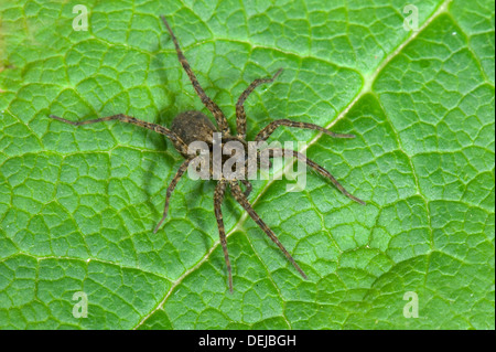 Eine Wolfsspinne, Pardosa Amentata, Stockfoto