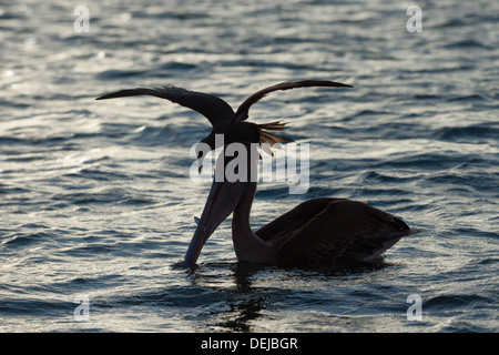 Braun Noddy (Anous Stolidus Galapagensis) sitzt auf dem Kopf ein brauner Pelikan (Pelecanus Occidentalis Urinator) Stockfoto