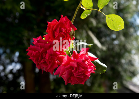 Rote Blüten der Kletterrose, Danse du Feu Stockfoto