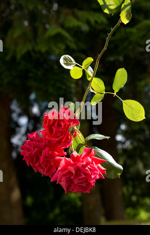 Rote Blüten der Kletterrose, Danse du Feu Stockfoto