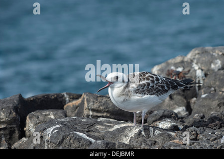 Unreif Zinnenkranz Möve (Larus Furcatus), South Plaza Island, Galapagos, Ecuador Stockfoto