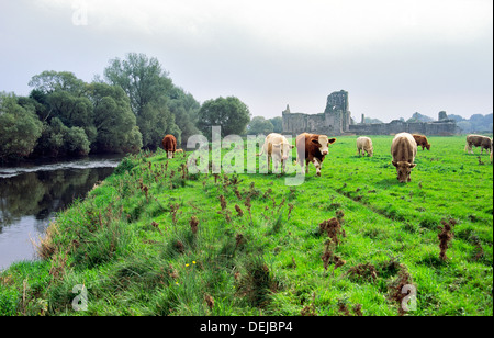 Kühe am Ufer des Flusses Suir, County Tipperary, Irland, vor den Ruinen der mittelalterlichen Athassel Augustiner Kloster Stockfoto