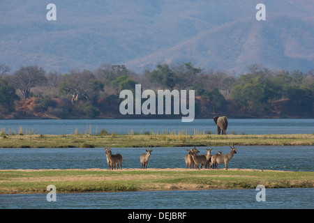 Wasserbock auf dem Sambesi-Landschaft Stockfoto