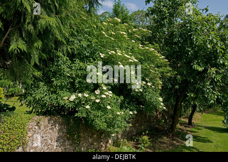 Holunderbaum Gewöhnliche Holunderblüten (Sambucus nigra), Holunderbaum in Blüte im ...