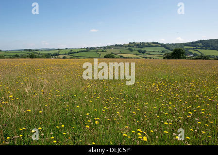 Wildblumenwiese Goren Farm in der Nähe von Stockton in Devon an einem feinen Sommertag Stockfoto