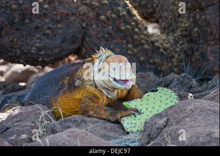 Galapagos Land Iguana (Conolophus Subcristatus) ernähren sich von Kakteen verlässt, North Seymour Island, Galapagos, Ecuador Stockfoto