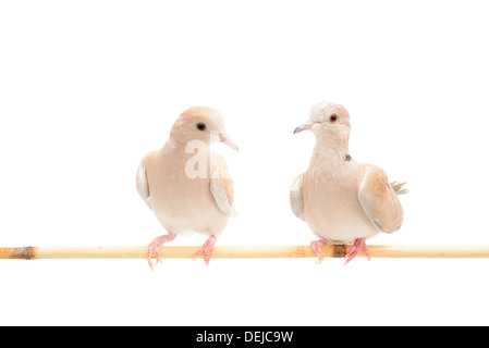 Nahaufnahme einer thront Taube vor einem weißen Hintergrund isoliert. Stockfoto