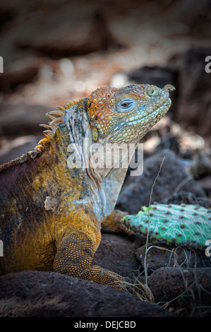 Galapagos Land Iguana (Conolophus Subcristatus) ernähren sich von Kakteen verlässt, North Seymour Island, Galapagos, Ecuador Stockfoto