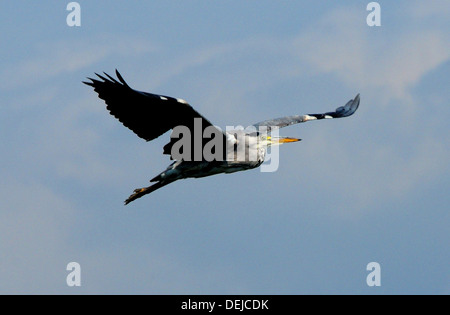 EIN GRAUREIHER IM FLUG AM HAFEN VON PAGHAM, WEST SUSSEX Stockfoto