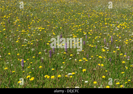 Eine Wildblumenwiese mit blühenden Habichtskraut und südlichen Sumpf Orchideen, Dactylorhiza Praetamissa Goren Farm Stockfoto