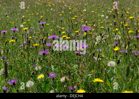 Größere Flockenblume, Centaurea Scabiosa, Blüte mit anderen Pflanzen in einer Blumenwiese Stockfoto