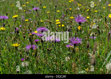 Größere Flockenblume, Centaurea Scabiosa, Blüte mit anderen Pflanzen in einer Blumenwiese Stockfoto