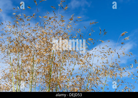 Goldene Hafer oder Riesen Federgras Stipa Gigantea, einen großen Garten Ziergras in seedhead Stockfoto