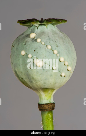 Ein Schlafmohn, Papaver Somniferum, Pflanzensamen geschnitten, um Latex Tropfen lassen Stockfoto
