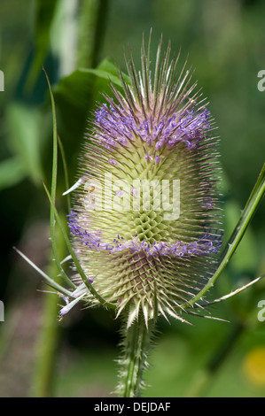 Karde Dipsacus Fullonum, Blumen Stockfoto