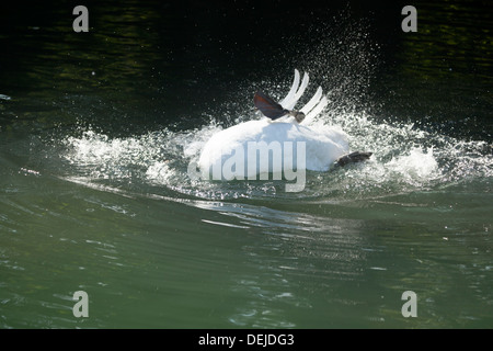 Höckerschwan Cygnus Olor Baden Stockfoto