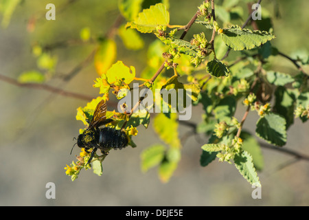 Sammeln von Nektar, Bahia Urvina, Isabela Island, Galapagos Galapagos Holzbiene (Xylocopa Darwini) Stockfoto