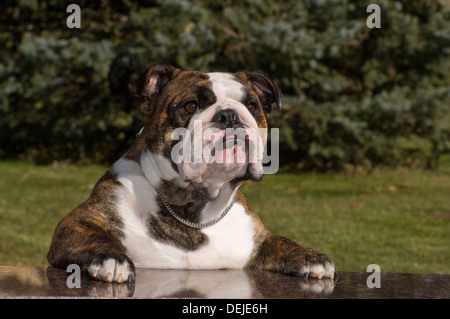 Englische Bulldogge mit Pfoten auf Bank Stockfoto