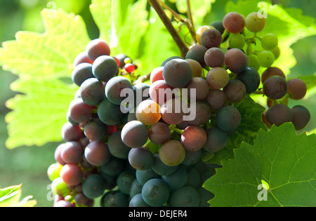 rote Trauben wachsen auf Reben im Weinberg, Essex, england Stockfoto