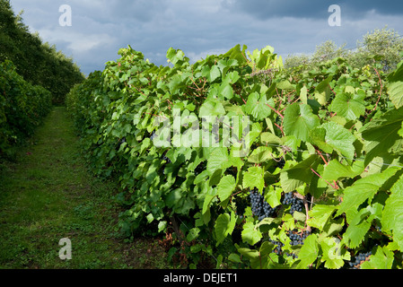 Reben im Weinberg, Essex, england Stockfoto