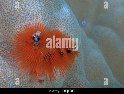 Leuchtend orange Weihnachtsbaum Wurm auf gebleichten Steinkorallen. Bonaire, Niederländische Antillen. Stockfoto