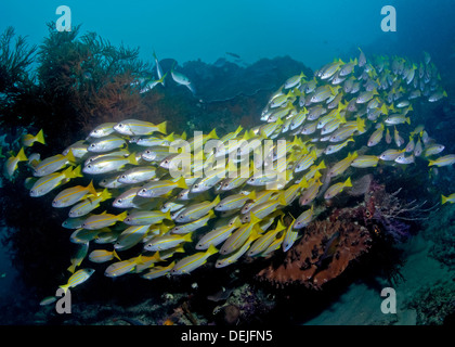 Eine Schule von gelb-Tail und blau gestreifte Snapper nachgestellte durch Korallenriff in Raja Ampat, Indonesien. Stockfoto