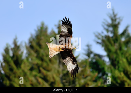 Erwachsenen rot - angebundener Falke im Flug mit offenen Flügeln Stockfoto